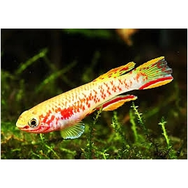 killifish gardneri lafia gold casal
