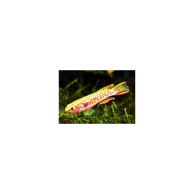 killifish gardneri lafia gold casal