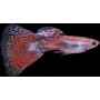 LEBISTE RED GLASS CASAL