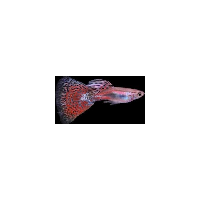 LEBISTE RED GLASS CASAL