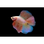 betta calda dupla
