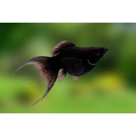 MOLINESIA PRETA LYRA