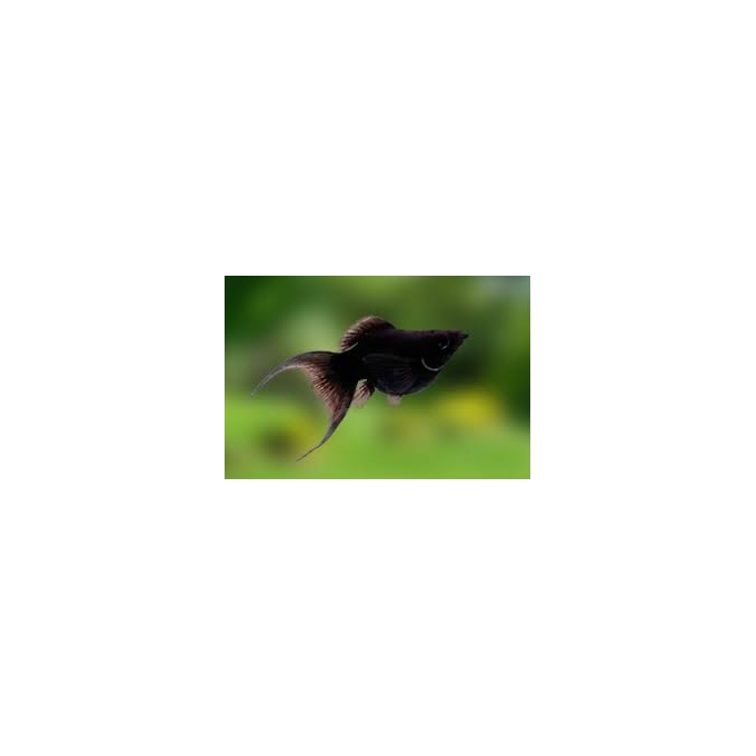 MOLINESIA PRETA LYRA