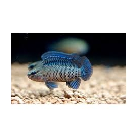 BADIS BADIS P