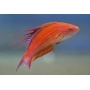 WRASSE FILAMENTOSUS MD