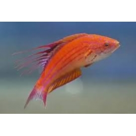WRASSE FILAMENTOSUS MD