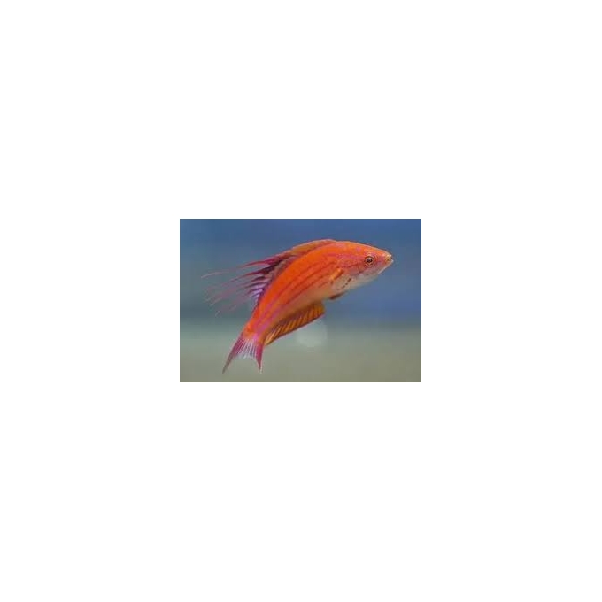 WRASSE FILAMENTOSUS MD