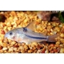 CORYDORA NATTERERI