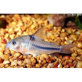 CORYDORA NATTERERI
