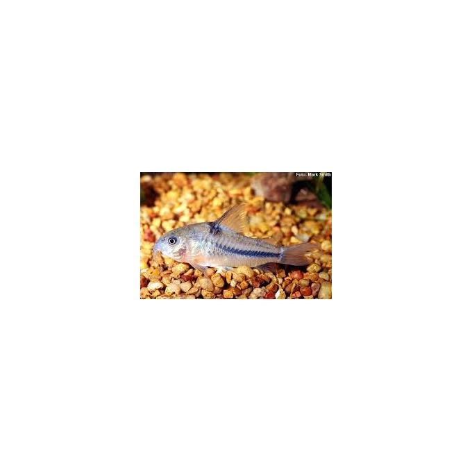 CORYDORA NATTERERI