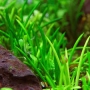planta n littorella uniflora tk