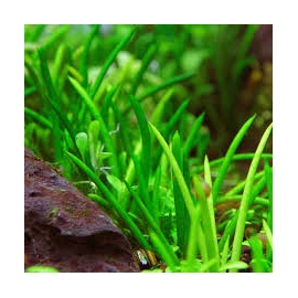 planta n littorella uniflora tk