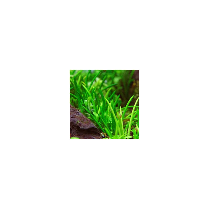 planta n littorella uniflora tk