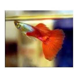 lebiste red platino casal
