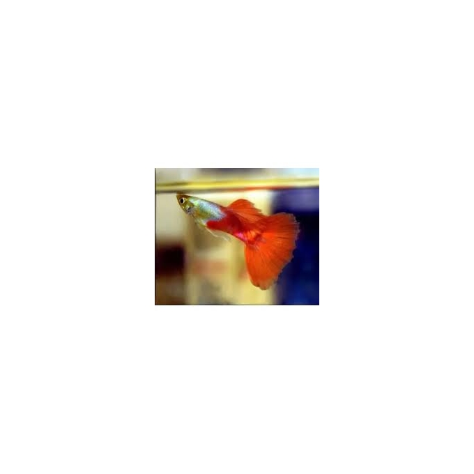 lebiste red platino casal