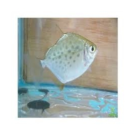 pacu prata gr