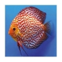 acara disco red turquesa gr