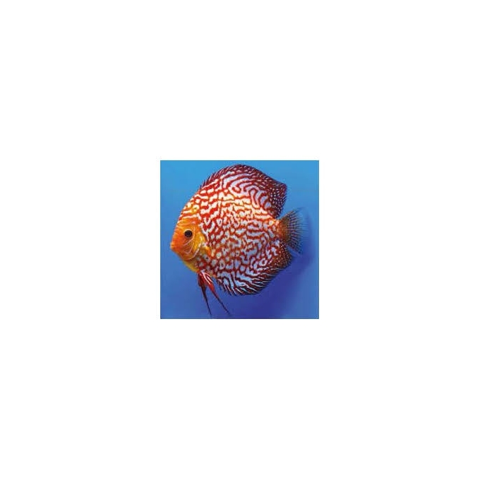 acara disco red turquesa gr