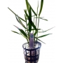 planta n poaceae sp purple bamboo tk