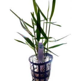 planta n poaceae sp purple bamboo tk