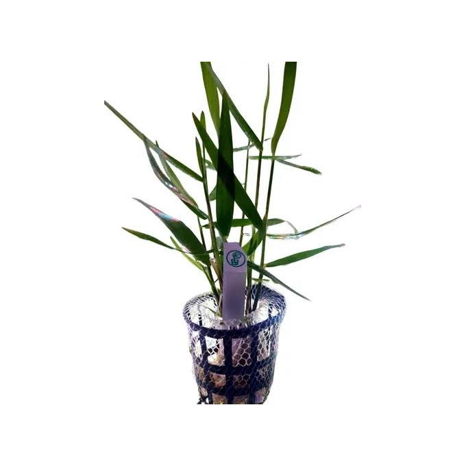 planta n poaceae sp purple bamboo tk