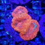 CORAL ACAN BOWERBANKI ULTRA MUDA