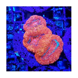 CORAL ACAN BOWERBANKI ULTRA MUDA