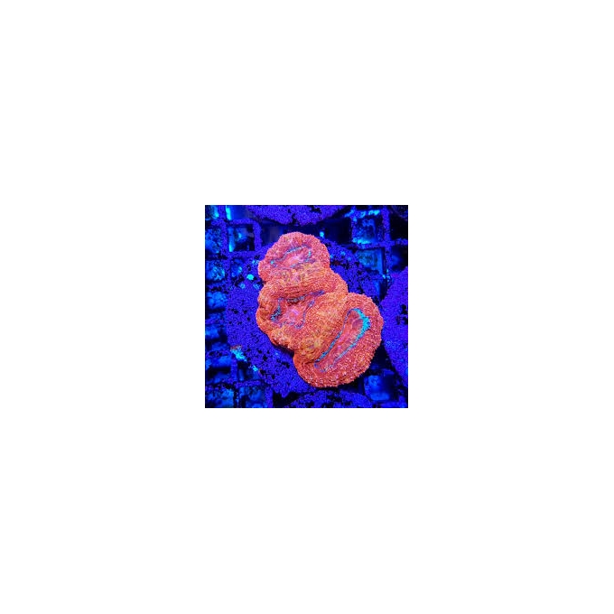 CORAL ACAN BOWERBANKI ULTRA MUDA