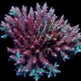 CORAL ACROPORA STRAWB SHORTCAKE COLONIA