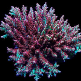 CORAL ACROPORA STRAWB SHORTCAKE COLONIA