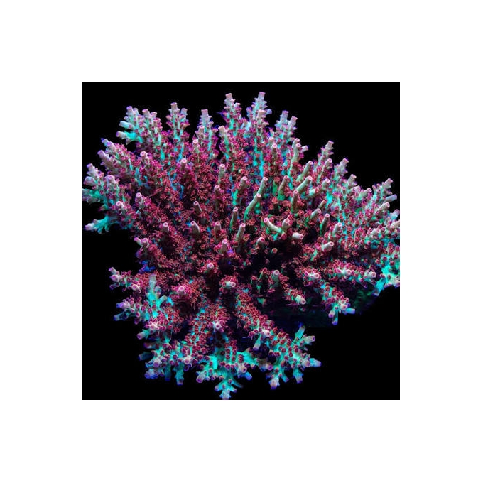 CORAL ACROPORA STRAWB SHORTCAKE COLONIA