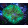 CORAL CYNARINA MODERN GREEN (AUST) MD