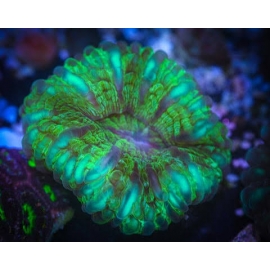 CORAL CYNARINA MODERN GREEN (AUST) MD