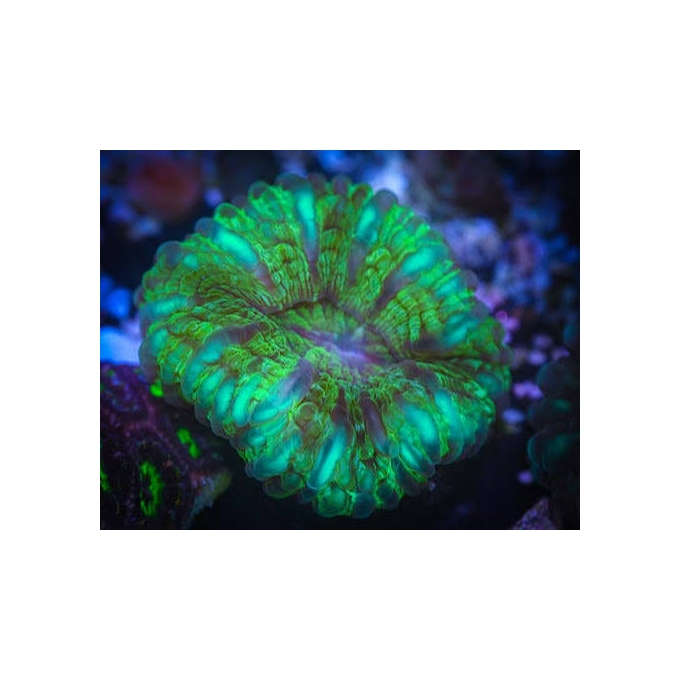 CORAL CYNARINA MODERN GREEN (AUST) MD