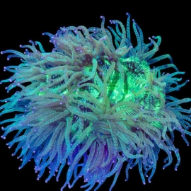 CORAL ELEGANCE (AUS) PQ