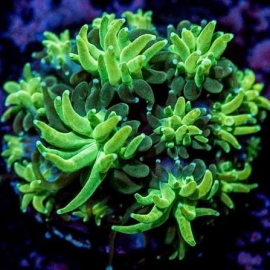 CORAL GALAXEA GREEN NEON PQ