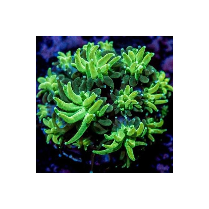 CORAL GALAXEA GREEN NEON PQ