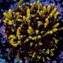 CORAL GALAXEA GOLD PQ