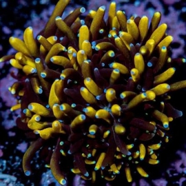 CORAL GALAXEA GOLD PQ