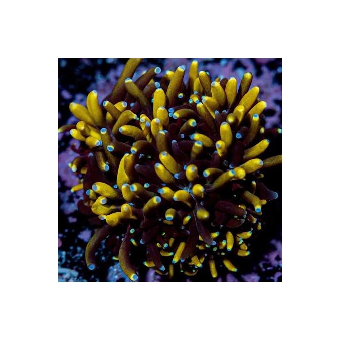 CORAL GALAXEA GOLD PQ