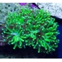 CORAL GALAXEA LEMON GREEN PQ