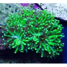 CORAL GALAXEA LEMON GREEN PQ