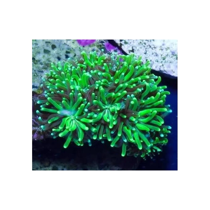 CORAL GALAXEA LEMON GREEN PQ