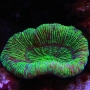 CORAL OPEN BRAIN GREEN METALIC MD