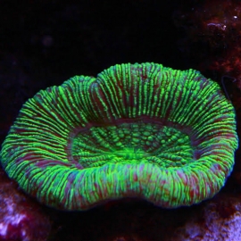 CORAL OPEN BRAIN GREEN METALIC MD