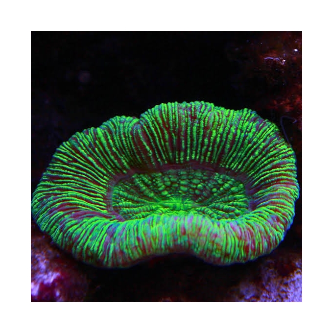 CORAL OPEN BRAIN GREEN METALIC MD