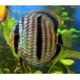 ACARA DISCO HECKEL MD