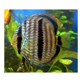 ACARA DISCO HECKEL MD