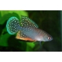 KILLIFISH ANTENORI CASAL