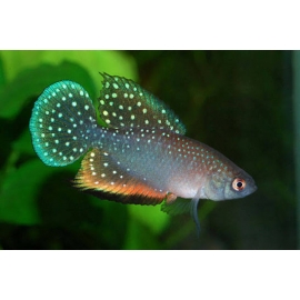 KILLIFISH ANTENORI CASAL